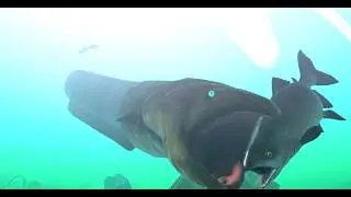 A shocking eel! Feed & Grow: Fish