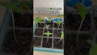 Brokkoli Samen ganz einfach Keimen lassen #brokkoli #brokkolitipps #grow #indoorgrowing #samenkeimen