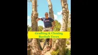 How to Air Layer | Propagate Baobab Trees
