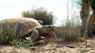 Ted Turner Reserves - Conservation Story