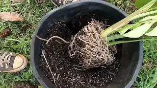 Transplanting a wild yam 🌿