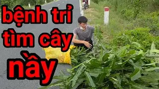 Cut down trees and send them to Gia Lai.