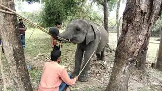 Baby elephant training | Cute elephant | How is an elephant trained? @SuhelTanvirMahmudKazi1