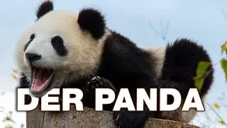 Der Panda - Anatomie und Biologie | Alternative Fakten f&uuml;rs Referat | Parodie