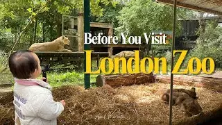 Before You Visit London Zoo | Family Day Out in London You Won&rsquo;t Forget!