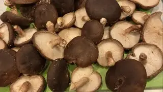 Extraction of anti-cancer drug from shiitake mushrooms in my kitchen!