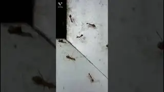 technomyrmex albipes vs yellow crazy ants