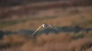 Barn owl hunting the moors
