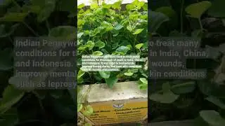 Indian Pennywort (Centella asiatica) #medicine #homeopathy #shorts.