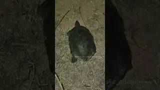 Turtle Found on Roadside| Wildlife| #turtle #tortoise