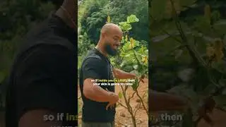 Cassia Alata Benefits | King of the Forest Herb for Skin & Liver Health