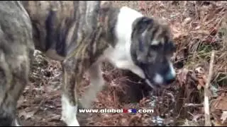 Alabaiusa com Djana Litter D 14 month Old