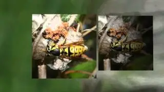 Orange County, CA Wasp Removal - All About Wasps