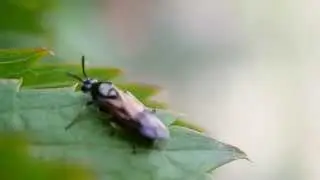 Putukas