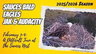 A Difficult Turn at the Sauces Nest | Sauces Nest of Jak & Audacity (2/3–2/4)