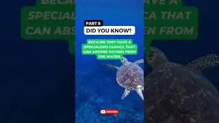 Did You Know ( Part 8 ): Some Turtles can Breathe Through Their Butts?
