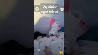 Dog shadow puppet tutorial