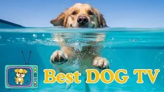 BEST DOG VIDEO : Friendly Pack Adventures - High Energy Visuals for Bored Dogs