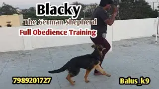 A Must watch Video | Blacky The German Shepherd Full Obedience Training 👌  @BalusK9Dogtraining 