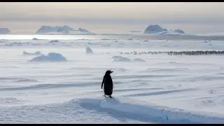The Penguin Who Walked Away | A True Antarctic Mystery