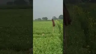 Mustard field Green Green Hariyali #viralvideo #shorts #field #musterd #hariyali #shortvideo