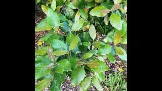 Garden Answer: Curtisiaceae   Curtisia Dentata in Genus Curtisia   Assegai Tree