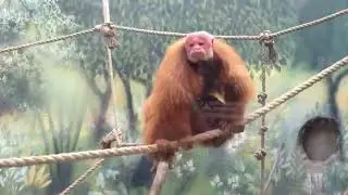 Cacajao calvus &ndash; Уакарі - bald uakari