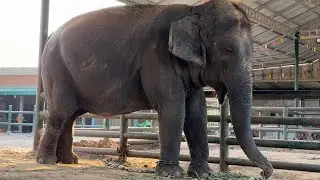 เลขออก Elephant Thailand