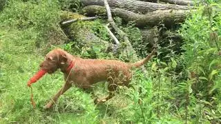 Klimmen en klauteren DogSupport
