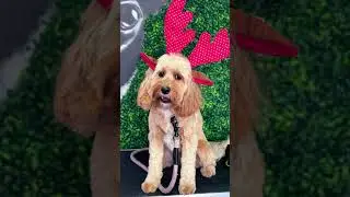 Good times go by to fast please subscribe and like and share #cavapoo