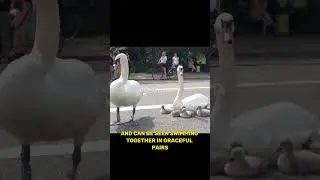 Majestic Swans: Beauty in Nature