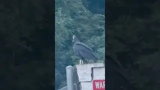 The bat 🦇 is official flying Halloween animal, but the turkey vulture could be #2 🤔 #animalshorts
