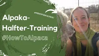 HowToAlpaca - Halfter-Training starten