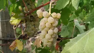 Johanniter - interesting ecological Wine (Vitis vinifera)