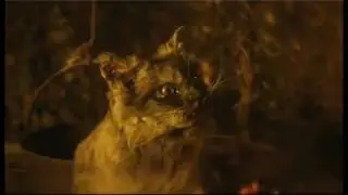 THE CAT WITH HANDS