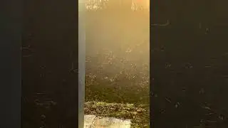 У каждого своя атмосфера 🦟#солнце#природа#насекомые#nature#music#shorts#car#song