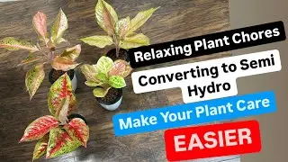 Relaxing Plant Care Converting Plants to Semi Hydroponics Leca Make Plant Care Easier Step by Step