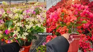 500+ Thai Varieties|| Bougainvillea Flower Plant Supplier All India || Wholesale Nursery Kolkata