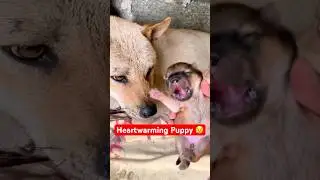 Stray Mama Dog Protects Her Newborn Puppy in a Hidden Spot 🐕❤️