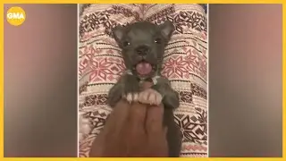 Tiny puppy saved by adoptive doggie mom finds forever home