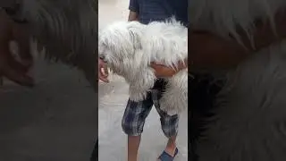 white dog/#youtubepet #shortvideo  #youtubeshorts #enjoyment #viral #doglover #dog #petlover #pet