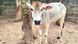 Cow Shiva: LIVE Q&A on Desi Cow Farming! Hen duck live