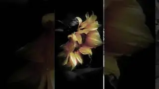 Sunflower in the dark Animated
