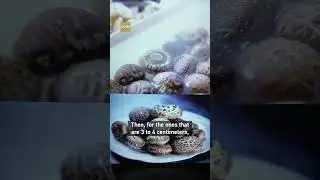 From fields to fame: Suizhou, shiitake mushroom capital of China