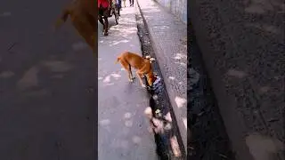 Help The Street Dogs 🙏😢  #humanity #respect #shorts #helping #ytshorts #shortvideo