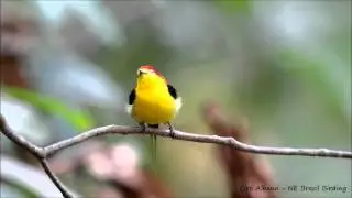 Wire-tailed Manakin - Rabo-de-arame - Pipra filicauda