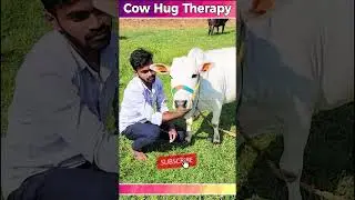 Cow Hug Day with students #yt #cow #indian #cute #good #hindi #video #baby