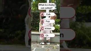 What Is a Baby Cat Called? 🐱 | Fun Facts for Kids & Cat Lovers! #quiz  #babycat  #cat #Kids #animals