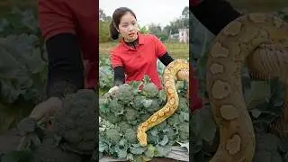 Harvesting Green Cauliflower After 90 Days of Care | Surprising Results 🌿🥦 | Farm Life Tropics
