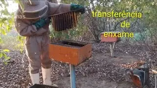 Swarm Transfer (Bait Box to Standard)